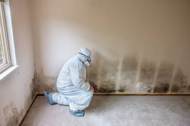 Trusted Newton, IA Mold Removal Experts